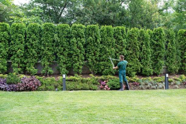 How Our Tree Care Process Works  in  Moundridge, KS